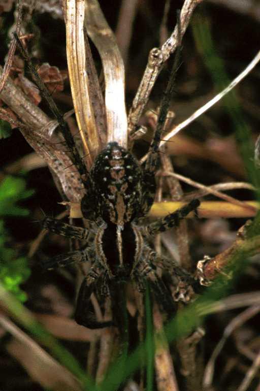 Pardosa_monticola_F1425_Z_78_Mont Aigoual_Frankrijk.jpg